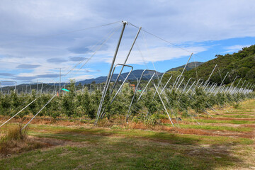 View at apple growing fields in New Zealand
