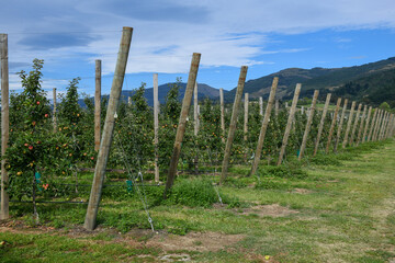 Fototapeta premium View at apple growing fields in New Zealand