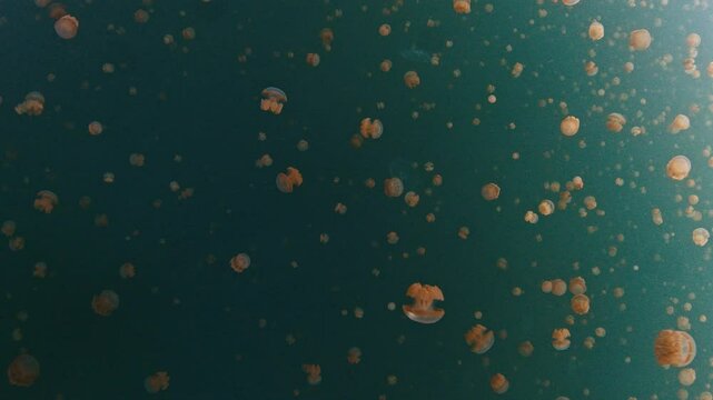 Lake full of jellyfish. Jellyfish swimming underwater in the lake. West Papua, Misool, Indonesia