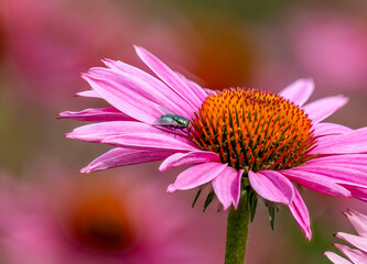close-up of a fly (brachycera) on a purple coneflower (echinacea)