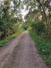Forest Dirt Road at Sunset