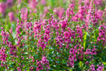 ピンクのアンゲロニアが咲くガーデン風景