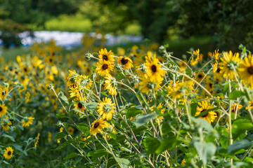 野原に広がる小さな黄色いヒマワリ群生