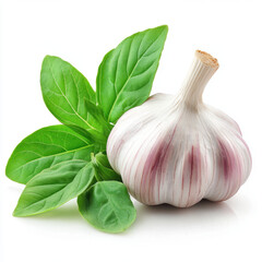 Fresh Garlic Bulb with Green Basil Leaves on White Background