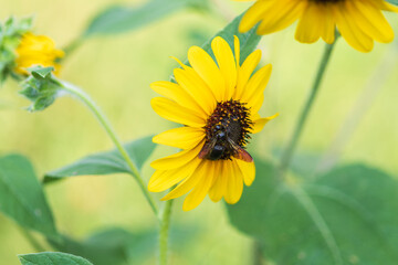 クローズアップされたヒマワリと蜜蜂