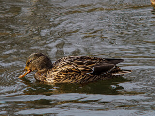 duck on the water
