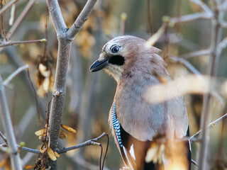 Garrulus glandarius, Eurasian Jay, Common Jay
Family: Corvidae (Crows, Jays, and Magpies)