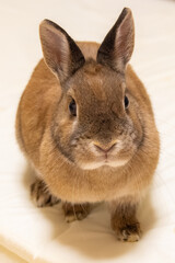 ネザーランドドワーフ