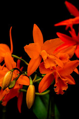 オレンジのrんと黒い背景