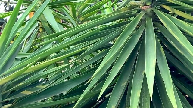 Yucca aloifolia or Spanish bayonet tree in the garden close up.Tropical plants concept,4K