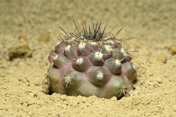 Close up Copiapoa humilis on artificial habitat, live at rocky ground on desert with stone