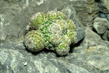 Close up Mammillaria dealbata on artificial habitat, live at rock cliff crevice stone surface