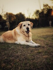 Golden labrador enjoying sunset in the garden