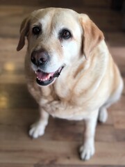 Friendly labrador with tender gaze at home
