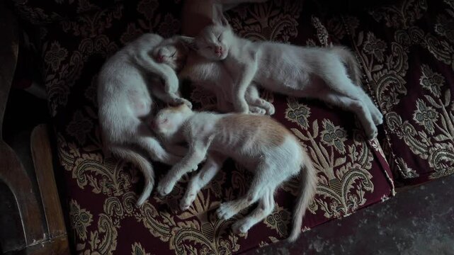Cats sleeping all together on a carpet, Rajshahi Division, Natore, Bangladesh
