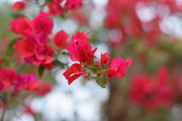 Vibrant magenta bougainvillea flowers with green foliage.