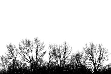 sagome nere di alberi spogli in campagna, in periodo invernale, scontornati su sfondo trasparente