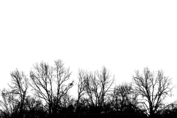 sagome nere di alberi spogli in campagna, in periodo invernale, scontornati su sfondo trasparente