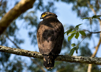 Large eagle with yellow eyes perched on a tree branch.