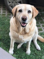 Happy and alert labrador sitting on the garden grass