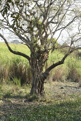 Tree with a gnarled trunk and sprawling branches in a grassy field.