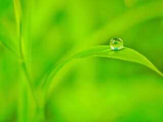 grass with morning dew drops on bright green grass with blurry background.