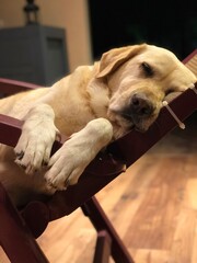 Sleeping labrador dog relaxing on a chair