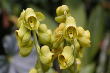 Catasetum planiceps is a species of orchid found from North South America to Brazil. Berggarten Hannover, Germany.