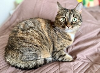 A serene, calm, and cozy Tabby Cat is curled up resting comfortably in its cozy nook at home....