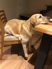 Funny Labrador dog sitting on chair, waiting at table