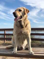 Happy labrador dog sitting on a wooden bench outdoors