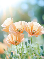 Orange poppy flowers stand gracefully in a lush garden