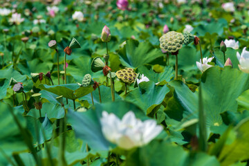 緑の蓮畑に広がるハスの実と蕾