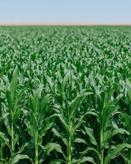 Fototapeta premium A cornfield filled with lush green plants set against a sunset backdrop signifies the adoption of sustainable agricultural methods and the harvest season