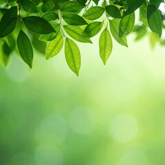 Fototapeta premium Lush green leaves nature plant photography outdoor setting close-up perspective freshness concept