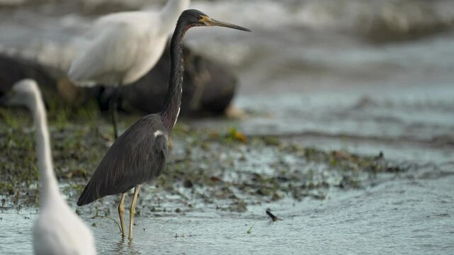 A tricolored heron stands near the lake, observing its surroundings while hunting for fish. In the background, another shore bird is wading through the shallow water.