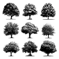Collection of authentic contemporary outlines of deciduous trees set against a white backdrop