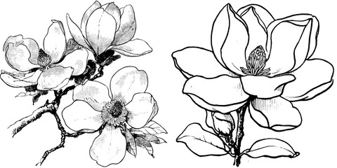A modern sketch illustration shows the Southern Magnolia Grandiflora, alongside a black Bull Bay silhouette isolated on a white background, which is Mississippi's official state tree