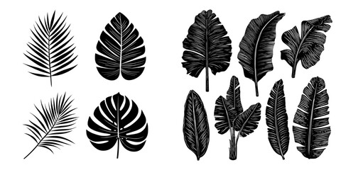 Modern illustration featuring black silhouettes of tropical palm leaves on a white background, part of an exotic plant leaves set