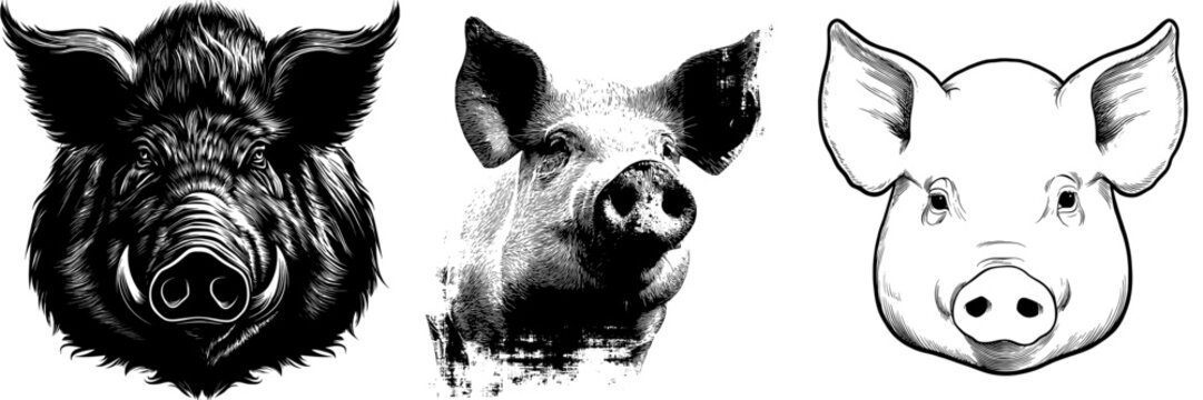 A monochrome icon featuring a black and white silhouette of a pig head, presented as a modern isolated illustration of animal graphic arts