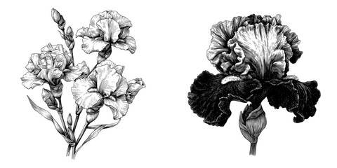Black and white engraved ink art is used to depict a modern Iris floral botanical flower as an isolated illustration element