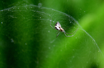 A spider web in the garden, Sainte-Apolline, Québec, Canada
