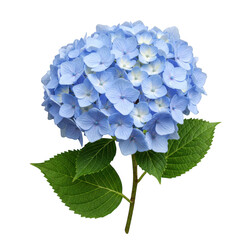 Light blue hydrangea flower cluster isolated on transparent background