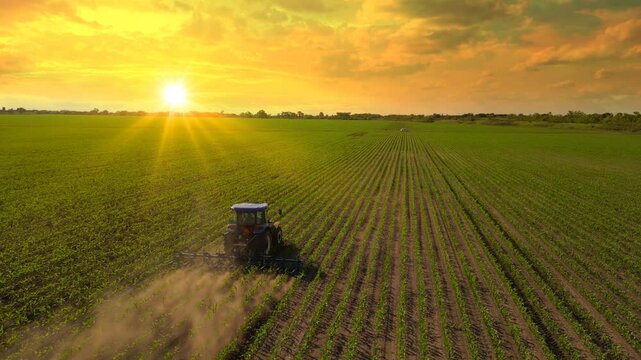Aerial view of tractor cultivating corn field at sunset. Drone shot of interrow cultivator in corn field for mechanical weed control between the plant rows. Spring day landscape, rural scene