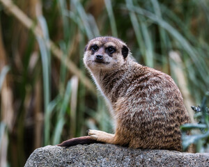 Meerkat. Small brown and white animal with a long snout is sitting on a rock