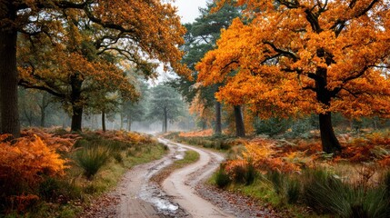 Forked pathway through golden forest in autumn, symbolizing life’s journey and choices