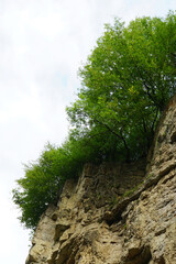 Trees on sedimentary rock near a waterfall in the mountains