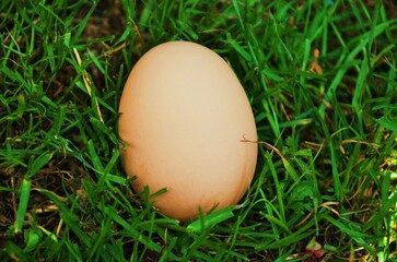 Fresh brown egg in green grass nest