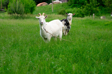 Two goats roam freely in a green pasture surrounded by tall grass and trees, enjoying the warm day under the sun