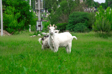 Obraz premium A white goat stands in a vibrant green field, surrounded by trees, with another goat grazing nearby in a serene rural setting